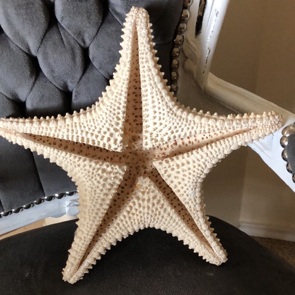 Large natural starfish - Picture 2 of 8